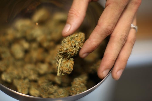 A man shows a type of marijuana at a farm.